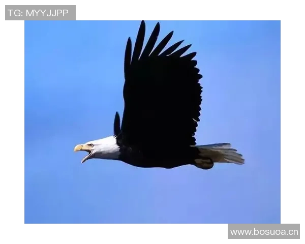 翱翔天际的王者探秘老鹰的生态习性与生存智慧